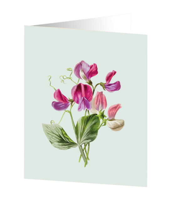 Medium Kort - Lathyrus